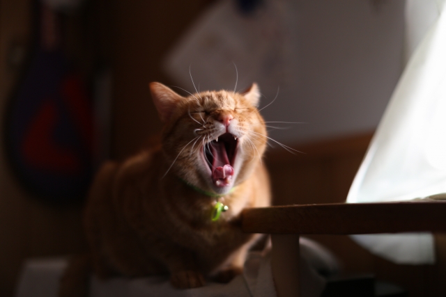 猫のあくび